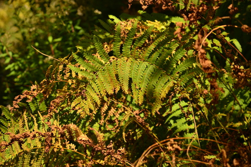 Claytosmunda claytoniana, 2026-09-18