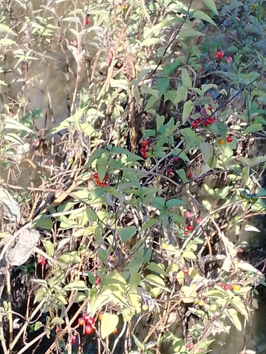 bittersweet nightshade