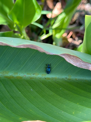 Lagria cyanea