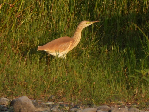 Squacco Heron