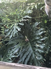 Thaumatophyllum bipinnatifidum