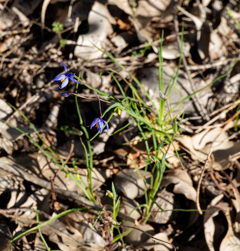 Stypandra glauca, photograph 6
