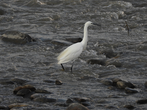 Little Egret