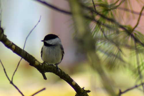 Carolina Chickadee photographed in Delaware