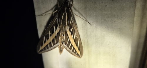 White-lined Sphinx
