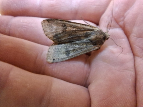 Large Yellow Underwing