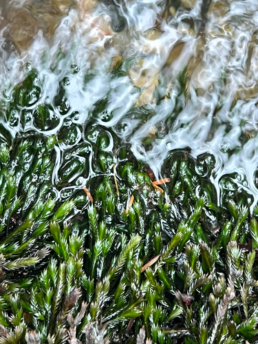 Fissidens grandifrons observed 2026-09-20