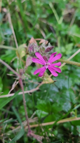 red campion