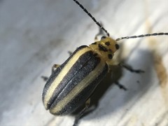 Derospidea brevicollis