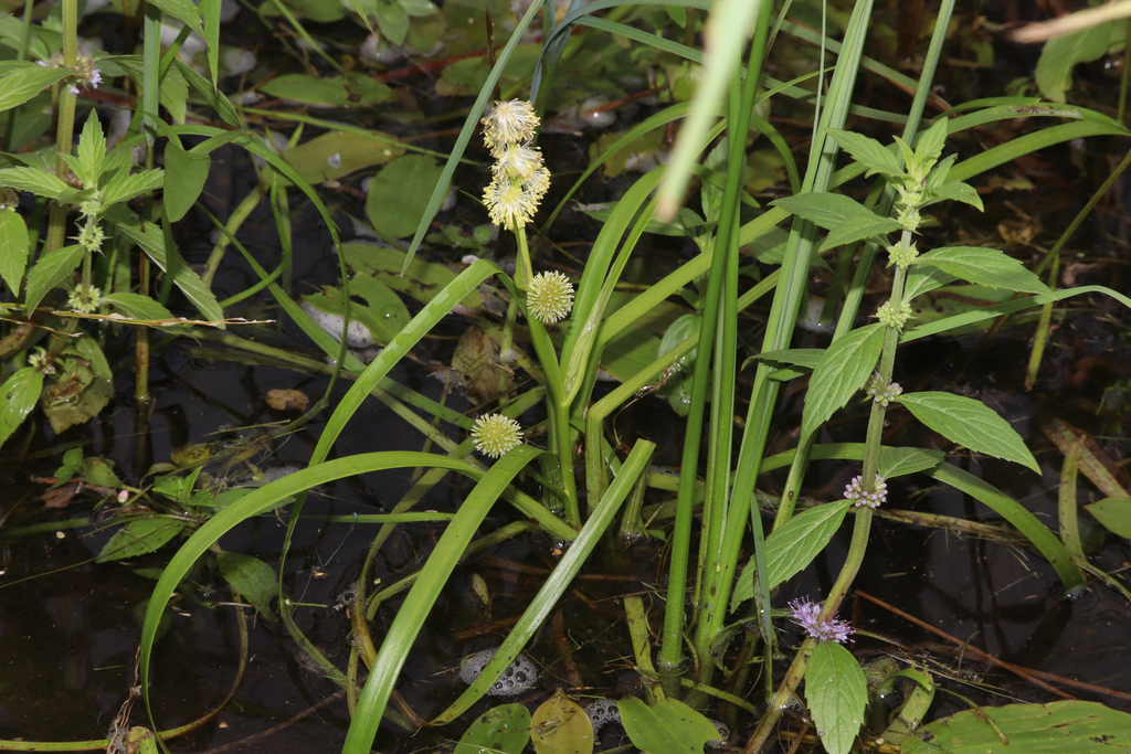 Sparganium emersum; photograph (c) Dustin Snider, some rights reserved (CC BY)