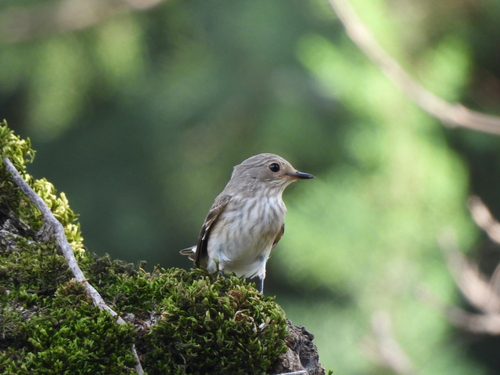 Spotted Flycatcher