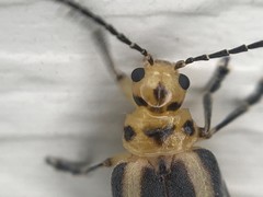 Derospidea brevicollis