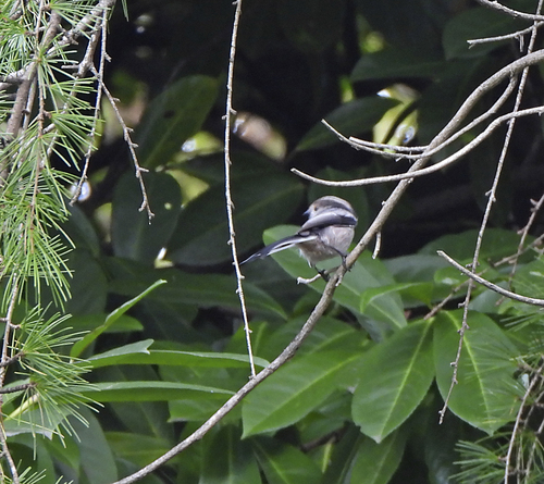 Long-tailed Tit