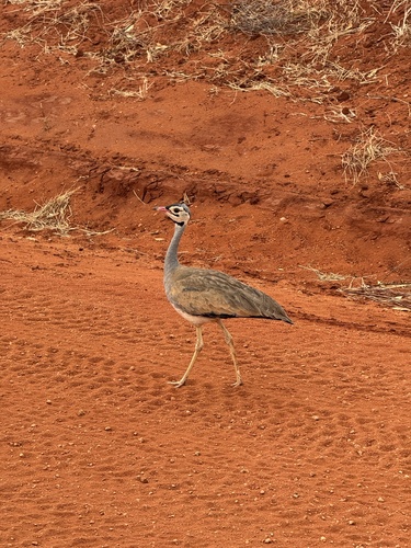 iNaturalist image