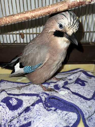 Eurasian Jay
