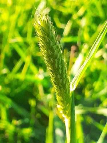 Alopecurus pratensis, photograph 6