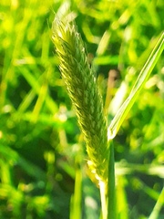 Alopecurus pratensis, photograph (c) zemlya, some rights reserved (CC BY)