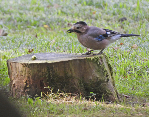 Eurasian Jay