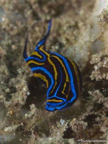 Chelidonura hirundinina observed 2026-09-01
