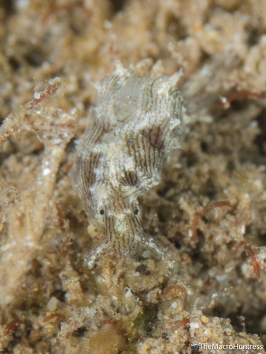 Stylocheilus striatus, 2026-09-01