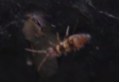 Entomobrya
