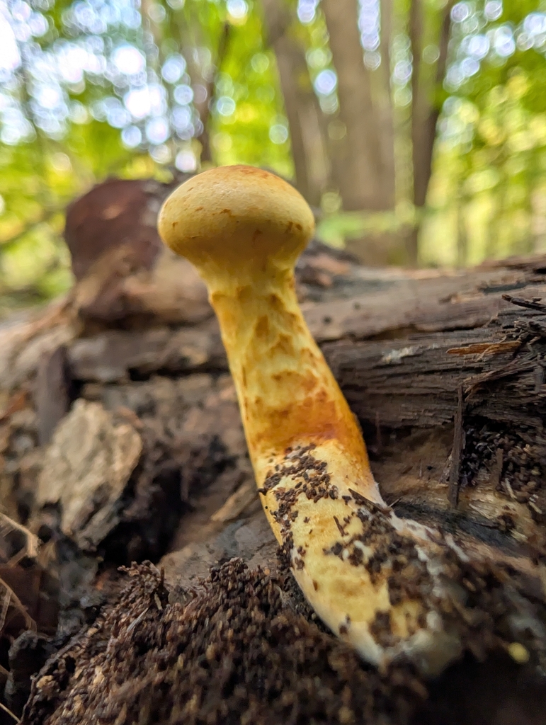 Yellow Gymnopilus · September 2026 · photo: Photo: no rights reserved · iNaturalist