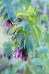 Cerinthe