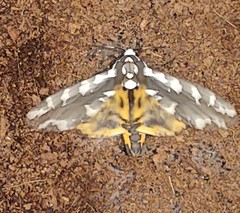 Arachnis zuni