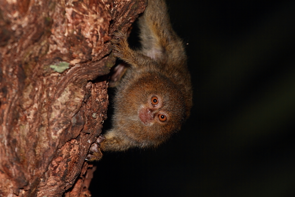 Eastern Pygmy Marmoset