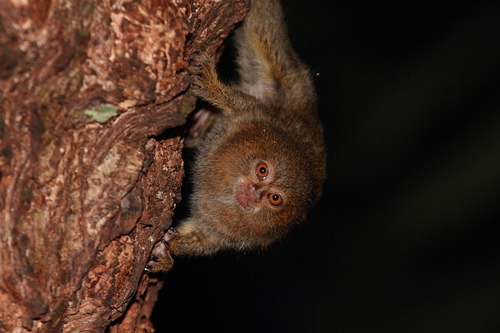 Cebuella niveiventris Lönnberg, 1940