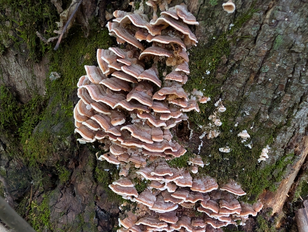 turkey-tail · September 2026 · photo: Photo: no rights reserved · iNaturalist