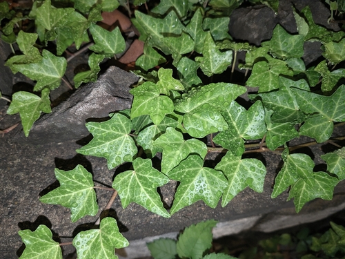 common ivy