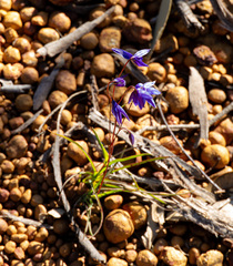 Stypandra glauca, photograph (c) Carmon, some rights reserved (CC BY-SA)