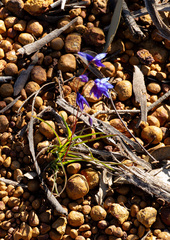 Stypandra glauca, photograph (c) Carmon, some rights reserved (CC BY-SA)