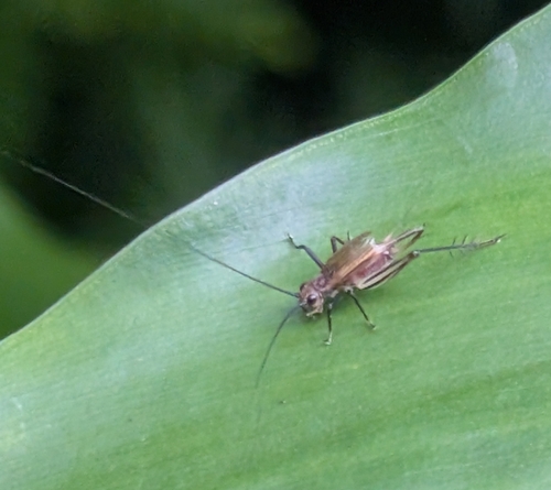Nanixipha nahoa
