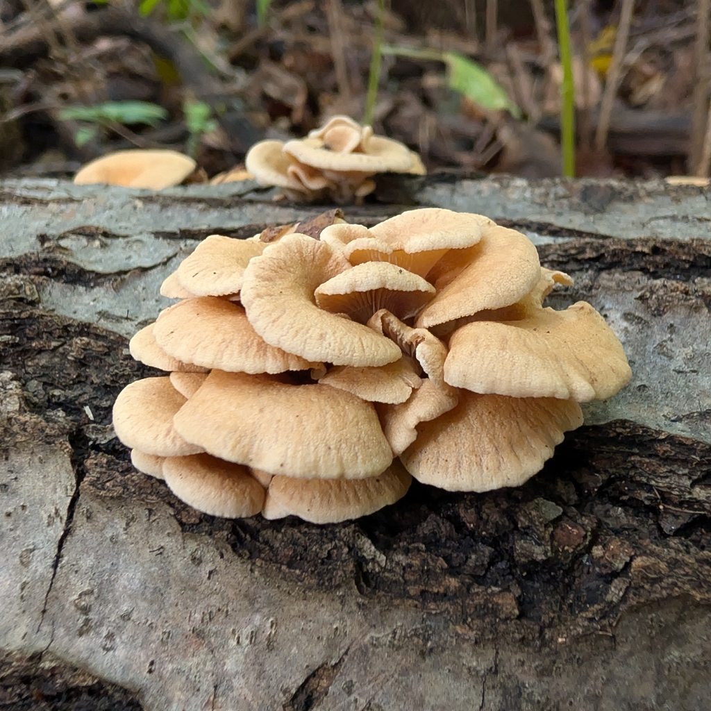 Luminescent Panellus · September 2026 · photo: Photo: no rights reserved · iNaturalist