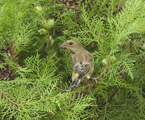 European Greenfinch