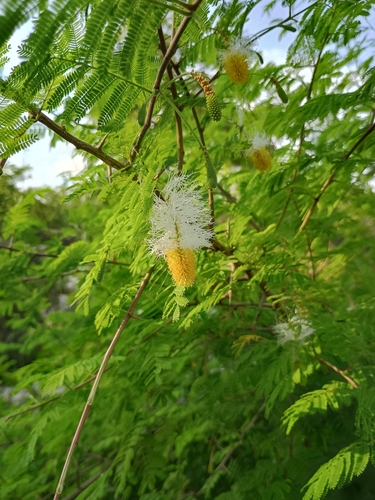 Dichrostachys cinerea