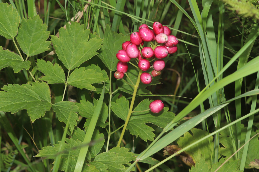 Actaea rubra; photograph (c) Dustin Snider, some rights reserved (CC BY)