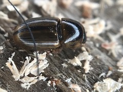 Labarrus cincticulus