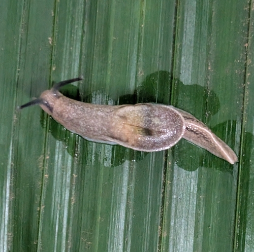 Yellow-shelled semi-slug