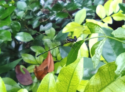 Marsh Dancer