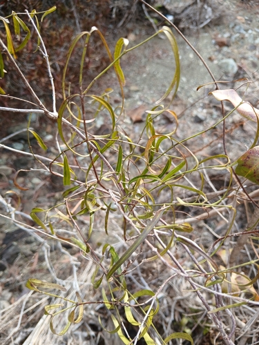Secamone elliptica observed 2026-09-21