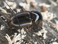 Labarrus cincticulus