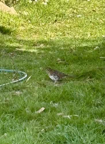 Bassian Thrush