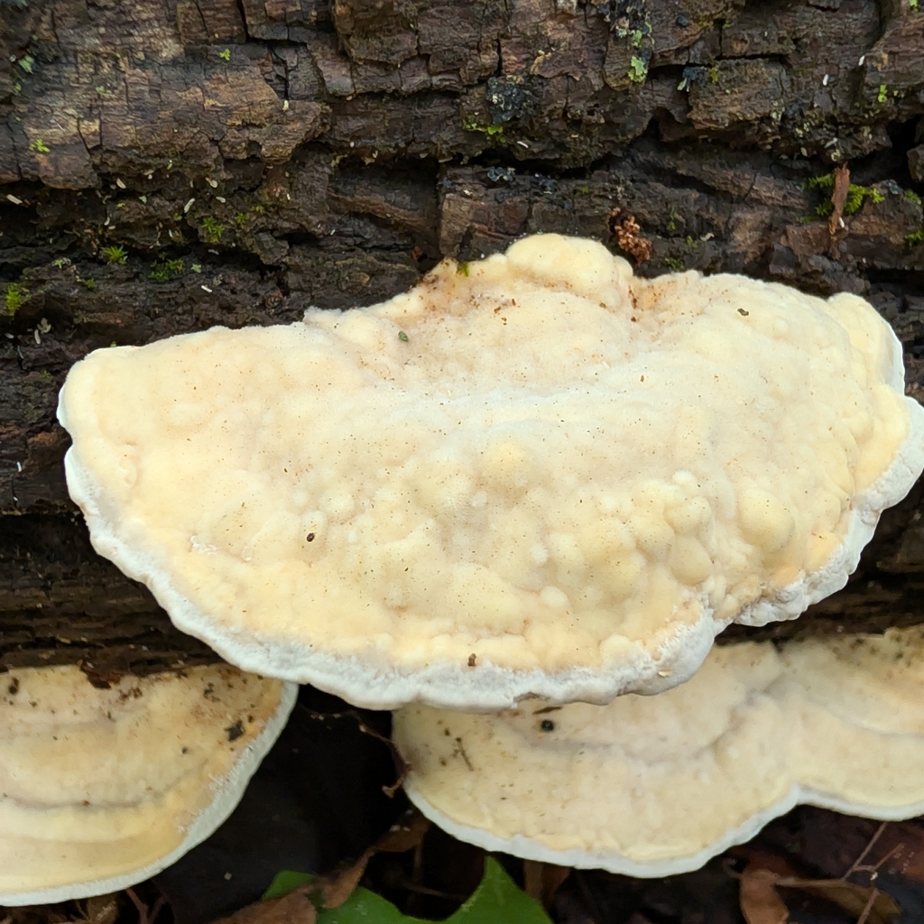 Lumpy Bracket · September 2026 · photo: Photo: no rights reserved · iNaturalist