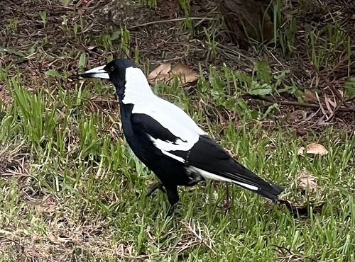 Australian Magpie