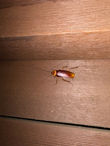 American Cockroach
