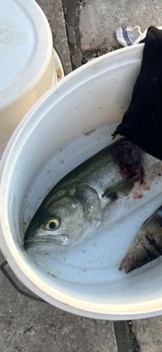 Bluefish