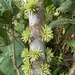 Acuminate Cestrum - Photo (c) Claudio Vargas, some rights reserved (CC BY-NC-ND), uploaded by Claudio Vargas